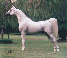 Ali Zaar ( Ruminaja Ali x Glorieta Zaafira )